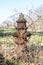 Old rusty overgrown hydrant, in a field in Upstate New York