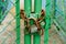 Old and rusty padlock chained to a green door in a fence