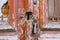 Old rusty padlock on fragment of old rustic grunge peeled wood texture door. Peeling paint door with graffiti.