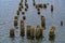 Old rusty piles from an abandoned pier