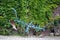 Old rusty plow with peeling light blue paint stands decoratively in front of a barn in farmyard overgrown with wild vine.