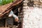 Old and rusty rain gutter on abandoned house damaged by age and water close up