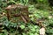 An old rusty rat trap on the green grass and soil