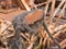 Old rusty riverboat paddle wheel