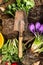 Old rusty scoop on spring flowers, top view