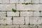 Old rusty stone tile wall texture with green ivy leaves plant as