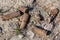 Old rusty submachine gun shells in the sand on the territory of the former shooting range in Kronstadt