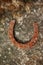 Old rusty talisman, a horseshoe is said to bring good luck