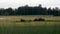 Old rusty tractor sitting out in a field with forest behind it