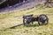 Old rusty vintage primitive wagon cart trailer with big wooden wheels on sunny grassy meadow background. Outdated rural