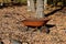 Old rusty wheelbarrow in the autumn woods