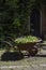 Old rusty wheelbarrow with flowers inside it on the pavement