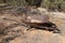 Old rusty wheelbarrow left in the rocks and sand