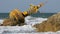 Old Rusty Yellow Buoy Lies on the Shore of a Rocky Beach. Thailand. Pattaya. Asia