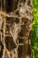 Old rutted bark with spider webs