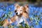 Old sable white attractive shetland sheepdog, sheltie lies outdoors on sunny day with blooming blue scilla snowdrops