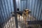 An old sad police dog, German shepherd, sitting in an aviary