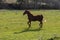 Old Saddlebred Mare Trotting in a Green Pasture