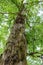 Old sandalwood tree, upward view