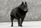 Old Schipperke Dog