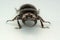 Old-sculptured stag beetle on white background.Close-up photography, macro body of black beetle