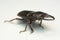 Old-sculptured stag beetle on white background.Close-up photography, macro body of black beetle