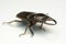 Old-sculptured stag beetle on white background.Close-up photography, macro body of black beetle