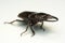 Old-sculptured stag beetle on white background.Close-up photography, macro body of black beetle