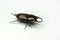 Old-sculptured stag beetle on white background.Close-up photography, macro body of black beetle