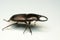 Old-sculptured stag beetle on white background.Close-up photography, macro body of black beetle