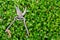 An old secateur tool/scissor for use with plants use for decorate the garden put on green bush.Secateur make from metal and become