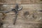 An old secateur tool/scissor for use with plants use for decorate the garden put on wood texture background.Secateur make from met