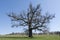 Old, secular common oak tree