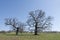 Old, secular common oak trees