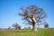 Old, secular common oak trees