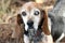 Old senior female Beagle dog blind in one eye. Dog rescue pet adoption photography for waltonpets animal shelter humane society