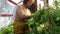 Old senior gardener woman care tomatoes plants in greenhouse