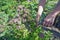 An old senior woman picks fresh oregano flowers in his garden