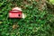 Old shabby red postbox on a wall with green leaves.