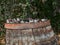 old shabby time-worn wooden barrel, in the autumn garden, side view