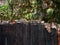 old shabby time-worn wooden barrel, in the autumn garden, side view