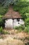 Old shack overgrown by trees