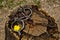 Old shackles with chain and dandelion on old stump