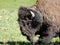 An old, shaggy bison at yellowstone park