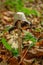 Old Shaggy Inkcap Mushroom in the Autumn Woodland