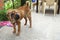 Old sharpei dog stands in the yard on concrete floor and looks to the side
