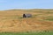 Old shed left standing in a harvest wheat field