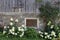 And old shed with white hydrangeas and roses