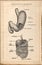 Old sheet vintage of the digestive system