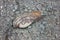 An old shell of Unio pictorum lies on a background of asphalt close-up.